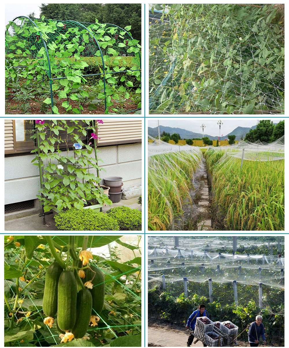Plant Support Net.jpg Plant Support Net.jpg